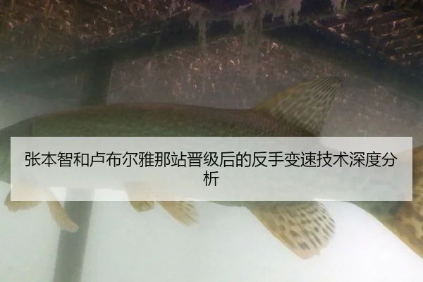 zhang-ben-zhi-he-lu-bu-er-ya-na-zhan-jin-ji-hou-de-fan-shou-bian-su-ji-shu-shen-du-fen-xi-2-579.jpg